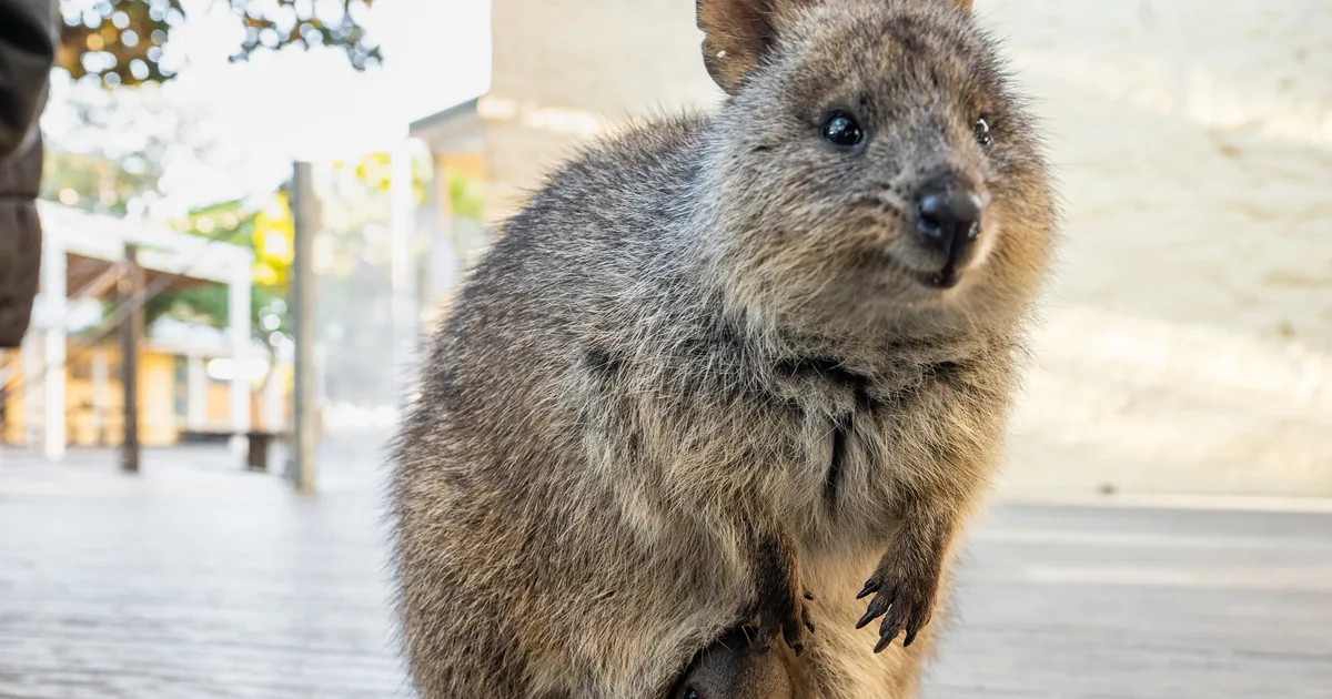 A quokka with a joey in its pouch sitting on a wooden deck on Rottnest Island